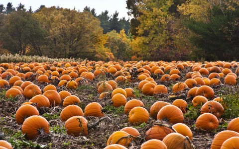 pumpkin patch